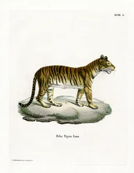 Tigre (gravura colorida)