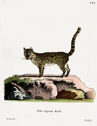 Tiger Cat (gravura colorida)