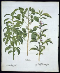 Título: Noz de pistache, louro (Laurus Nobilis) e amêndoa, prato 6 de Hortus Eystettensis por Basil Besler (1561 - 1629) pub 1613 (gravura colorida à mão)