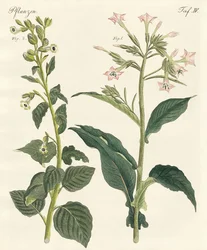 Tabaco