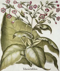 Planta do tabaco, do Hortus Eystettensis por Basil Besler (1561-1629), pub. 1613 (gravura colorida à mão)