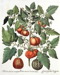 Tomates e melões, frutas 1.Poma amo amarelo; 2.Melo sacarina variegada; 3.Pseudocolocynthis pomiforme do Eystettensis por Basil Besler (1561-1629), pub. 1613