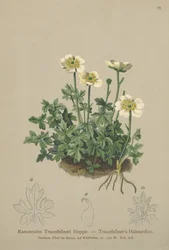 Armadilha de Traunfellners (Ranunculus Traunfellneri)