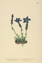 Triglav Genciana (Gentiana terglouensis, Gentiana imbricata)