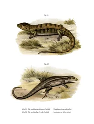 Tropidogerrhon rudicollis (cor litho)