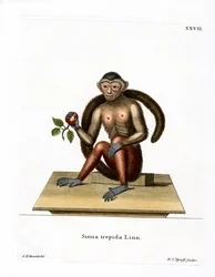 Capuchinho Tufado (gravura colorida)