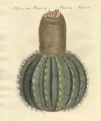 Cacto de turcos-cap