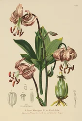 Turcos Cap Lírio (Lilium Martagon)