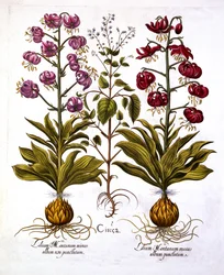 Turcos Cap Lily e Enchanters Nightshade, de Hortus Eystettensis, de Basil Besler (1561-1629), pub. 1613 (gravura colorida à mão)