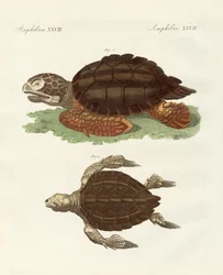 Tartarugas de tamanho fenomenal (gravura colorida)