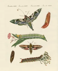 Borboleta crepuscular