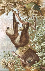 Preguiça de dois pés, prato de "Brehms Tierleben": Allgemeine Kunde des Tierreichs", vol.2, p.646, publicado pelo Bibliographisches Institut