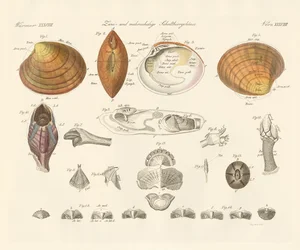 Caixas de búzios ou mexilhões (gravura a cores)