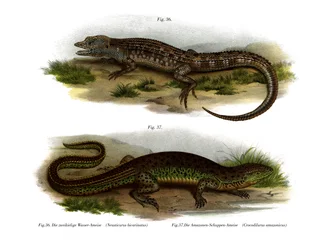 Neusticurus de duas faces (cor litho)