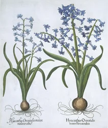Dois jacintos azuis, de Hortus Eystettensis, pelo bar de Basil Besler (1561-1629). 1613 (gravura colorida à mão)