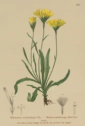 Milkwort de guarda-chuva (Staticefolium do Hieracium, staticifolium do Hieracium, staticifolia de Tolpis, Chlorocrepis staticifolium, Chlorocrepis staticifolia)
