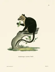 Canguru da árvore de Ursine