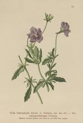 Valderia Violeta (Viola heterophylla, Viola Valderia)