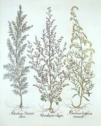 Variations of Wormwood, de Hortus Eystettensis, por Basil Besler (1561-1629), pub. 1613 (gravura colorida à mão)