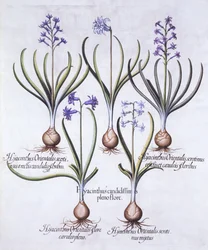 Variedades de Jacinto com Bulbo, de Hortus Eystettensis, de Basil Besler (1561-1629), pub. 1613 (gravura colorida à mão)