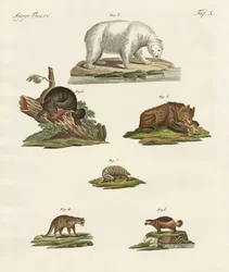 Vários tipos de ursos
