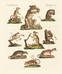 Vários tipos de marsupiais