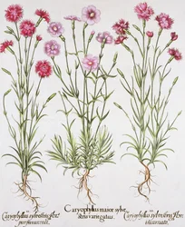 Várias variedades de Dianthus, do Hortus Eystettensis por Basil Besler (1561-1629), pub. 1613 (gravura colorida à mão)