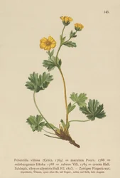 Cinquefoil viloso (Potentilla villosa, Potentilla maculata, Potentilla rubens, Potentilla crocea, Potentilla alpestris, Potentilla salisburgensis)