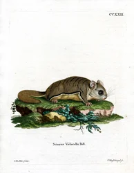Esquilo Voador da Virgínia (gravura colorida)