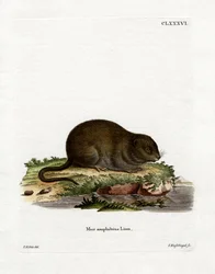 Rato de água (gravação a cores)