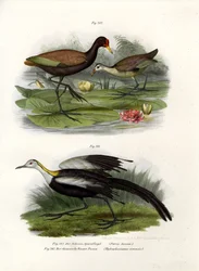 Jacinto Wattled, 1864