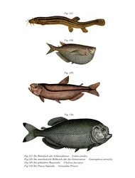 Weather Loach (cor litho)
