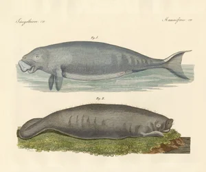 Animais semelhantes a baleias (gravura colorida)