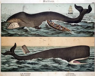 Whale, em "História Natural dos Mamíferos", ed. Schreiber, Munique