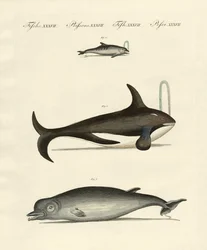 Baleias e golfinhos (gravura colorida)