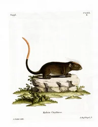 Rato espinhoso de face branca (gravura colorida)