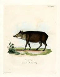 Peccary (gravação a cores)