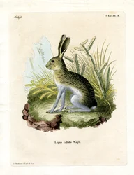 Jackrabbit de face branca (gravação a cores)