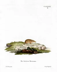 White-toothed Shrew (gravura colorida)