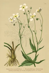 Botões Brancos Solteiros (Ranunculus aconitifolius)