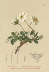 Dryas Brancas