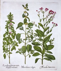 Horehound branco, Horehound e Mint, de Hortus Eystettensis, por Basil Besler (1561-1629), pub. 1613 (gravura colorida à mão)