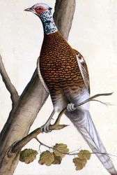 Faisão Branco, c.1740 (aguarela sobre papel)