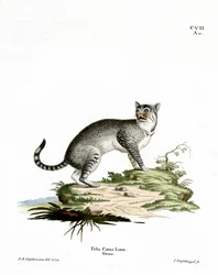 Wildcat (gravura colorida)