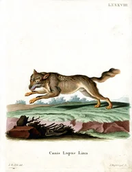 Lobo (gravura colorida)
