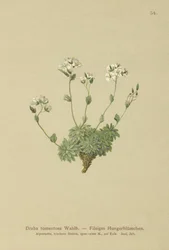 Grama de Wolley Whitlow (Draba tomentosa)