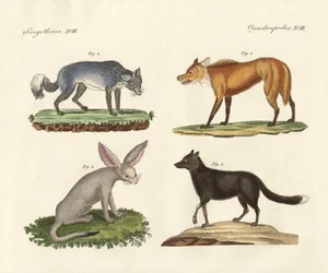 Lobos e raposas (gravura colorida)