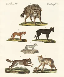 Lobos e raposas