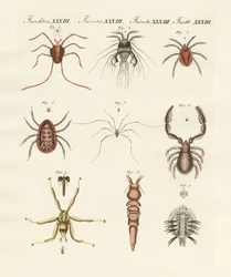 Insetos maravilhosos (gravura colorida)