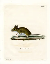 Rato de madeira (gravura a cores)